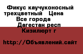 Фикус каучуконосный трехцветный › Цена ­ 500 - Все города  »    . Дагестан респ.,Кизилюрт г.